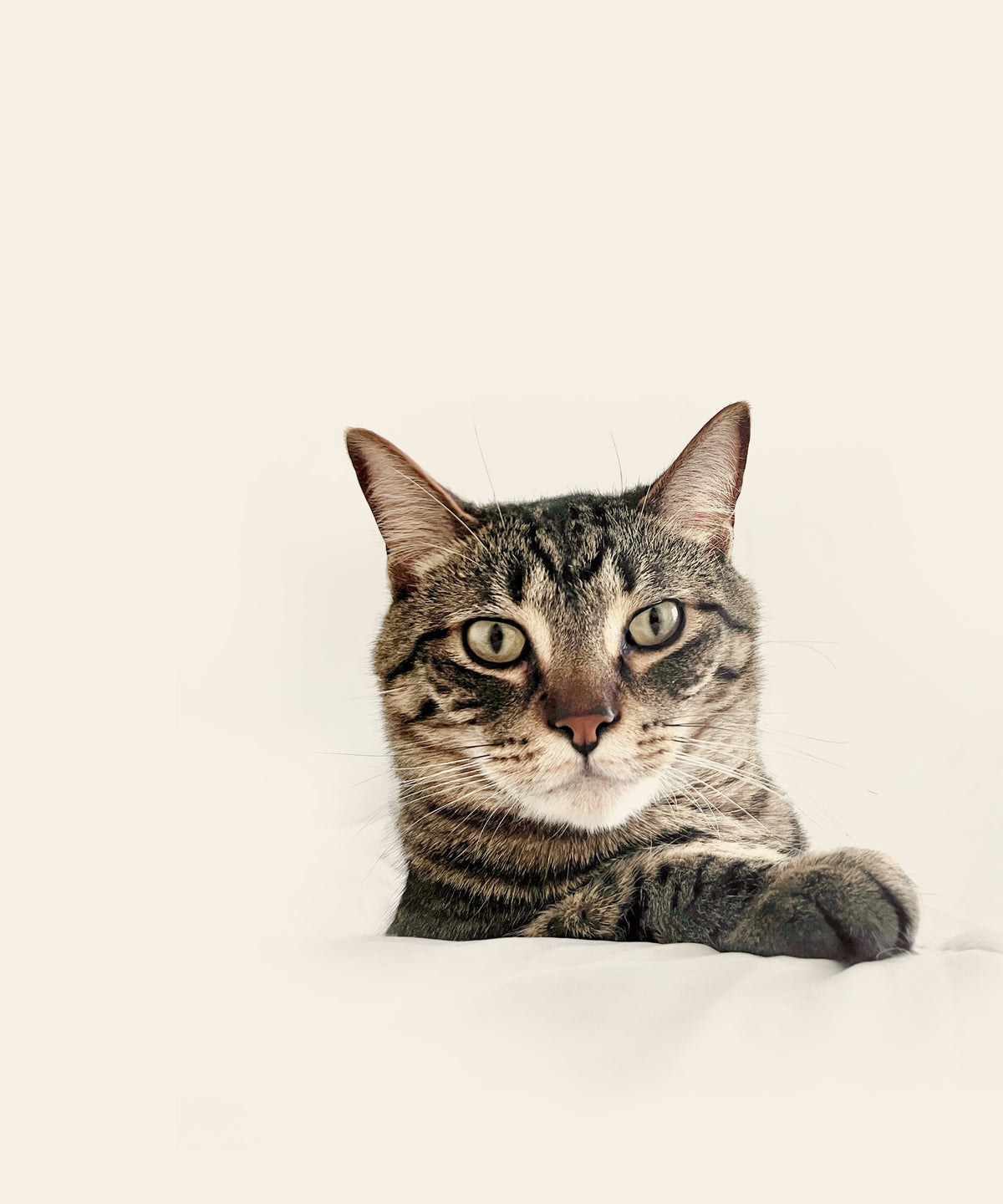 Tabby cat with green eyes lying with front paws extended, for the Kitty Cat Habitat lifetime discount program