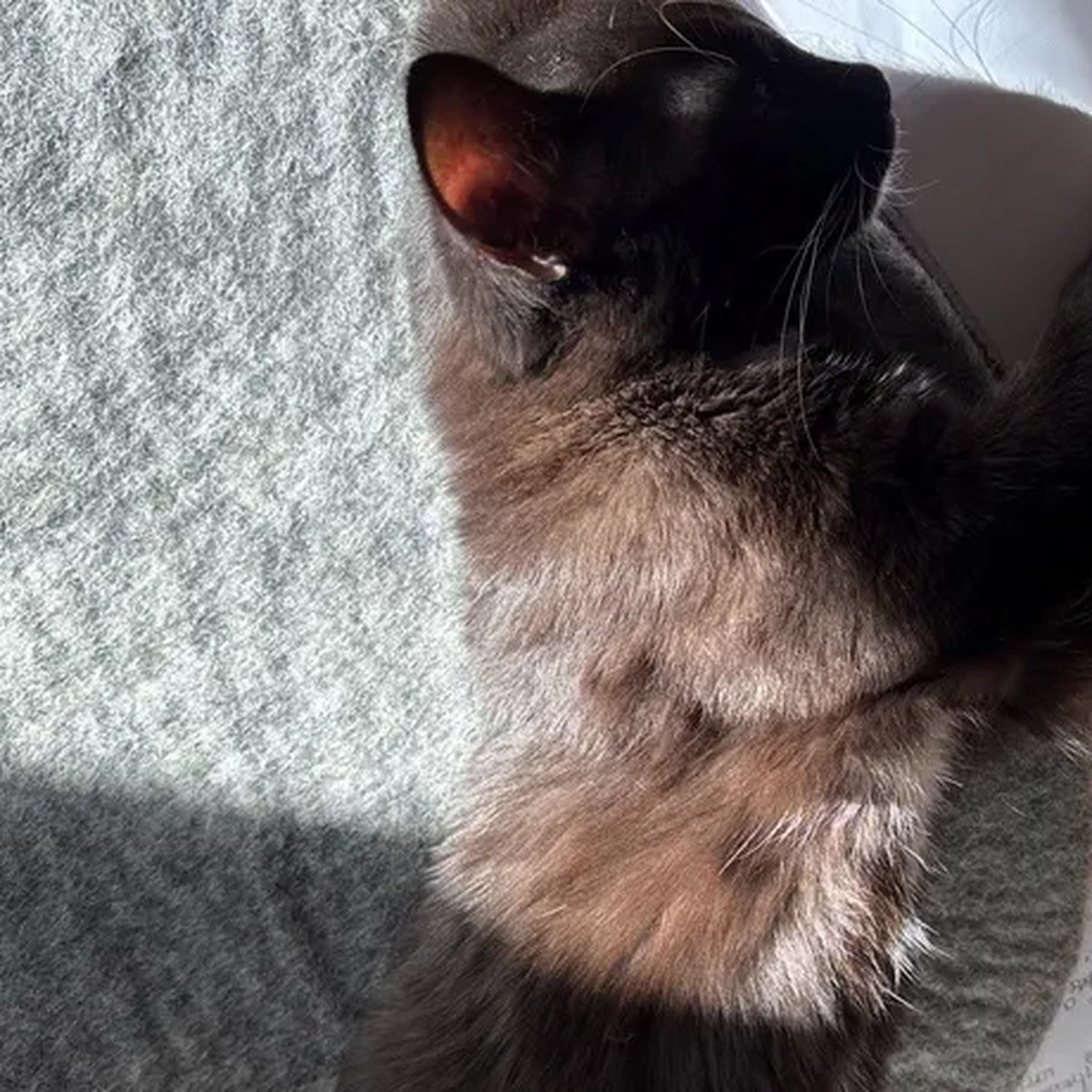 Self-Warming Wool Cat Mat