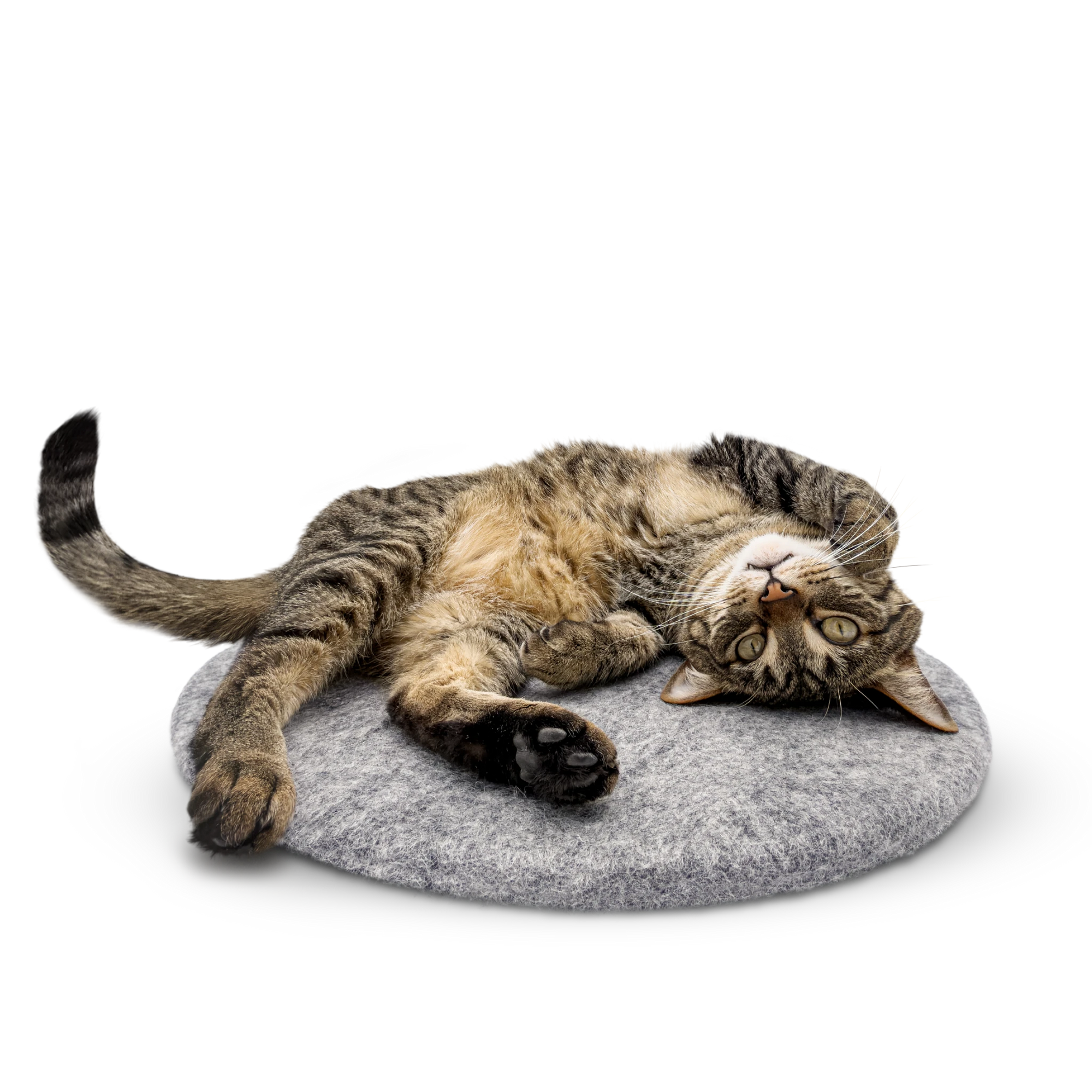 Tabby cat stretched out and relaxing on a round grey felted wool cat bed on a white background.