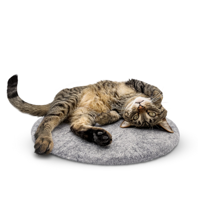 Tabby cat stretched out and relaxing on a round grey felted wool cat bed on a white background.