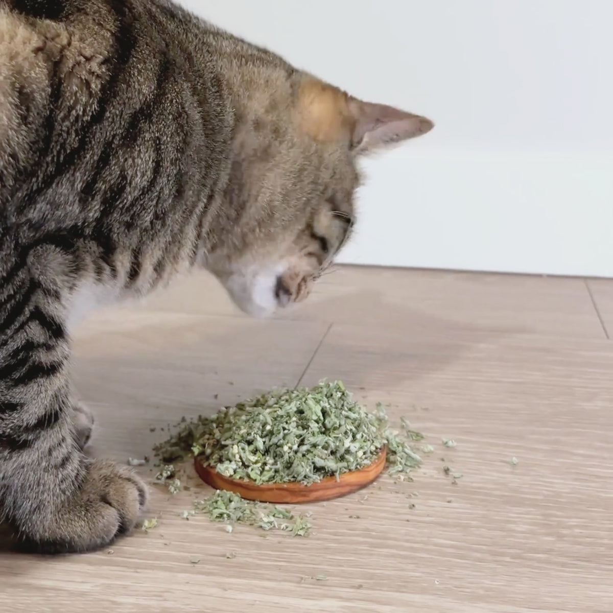 Load video: Video of a brown tabby cat eating from a pile of fresh dried catnip, from a small wooden saucer on a beige colour floor. 