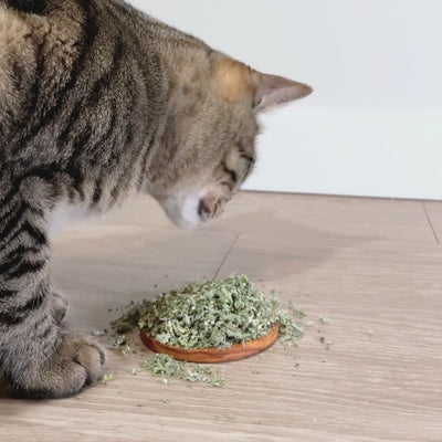 Video of a brown tabby cat eating from a pile of fresh dried catnip, from a small wooden saucer on a beige colour floor. 
