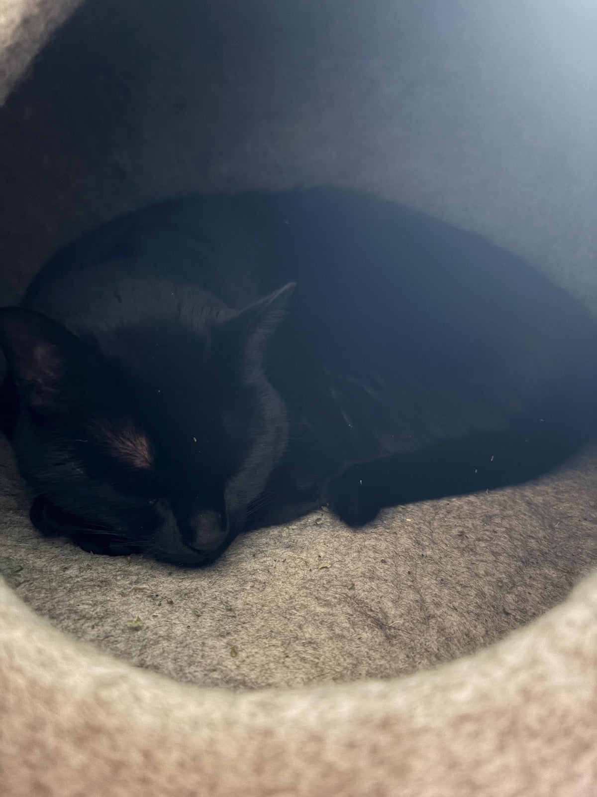 Wool Cat Cave Bed