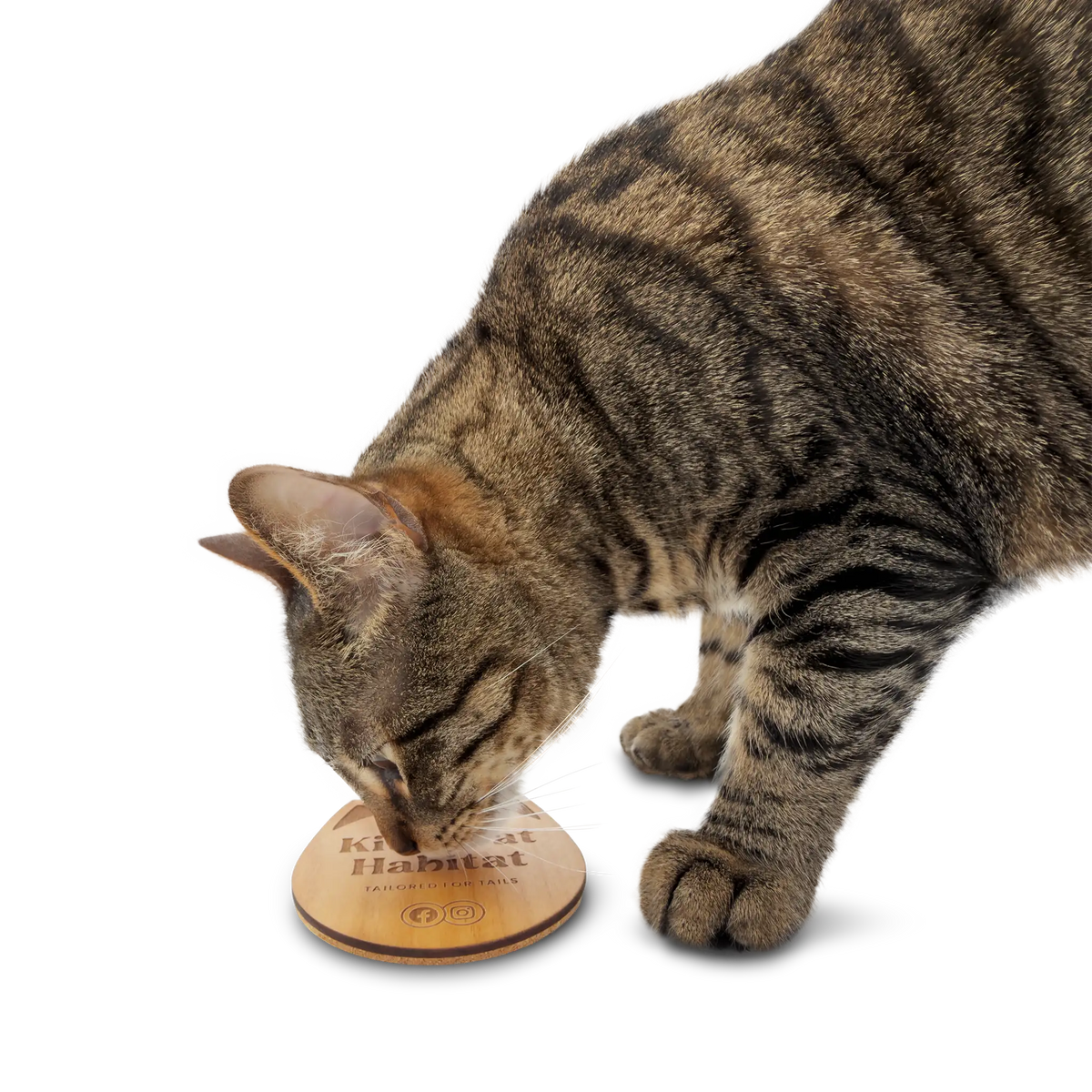 Tabby cat sniffing a single wooden cat head drink coaster on a light background.