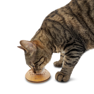 Tabby cat sniffing a single wooden cat head drink coaster on a light background.
