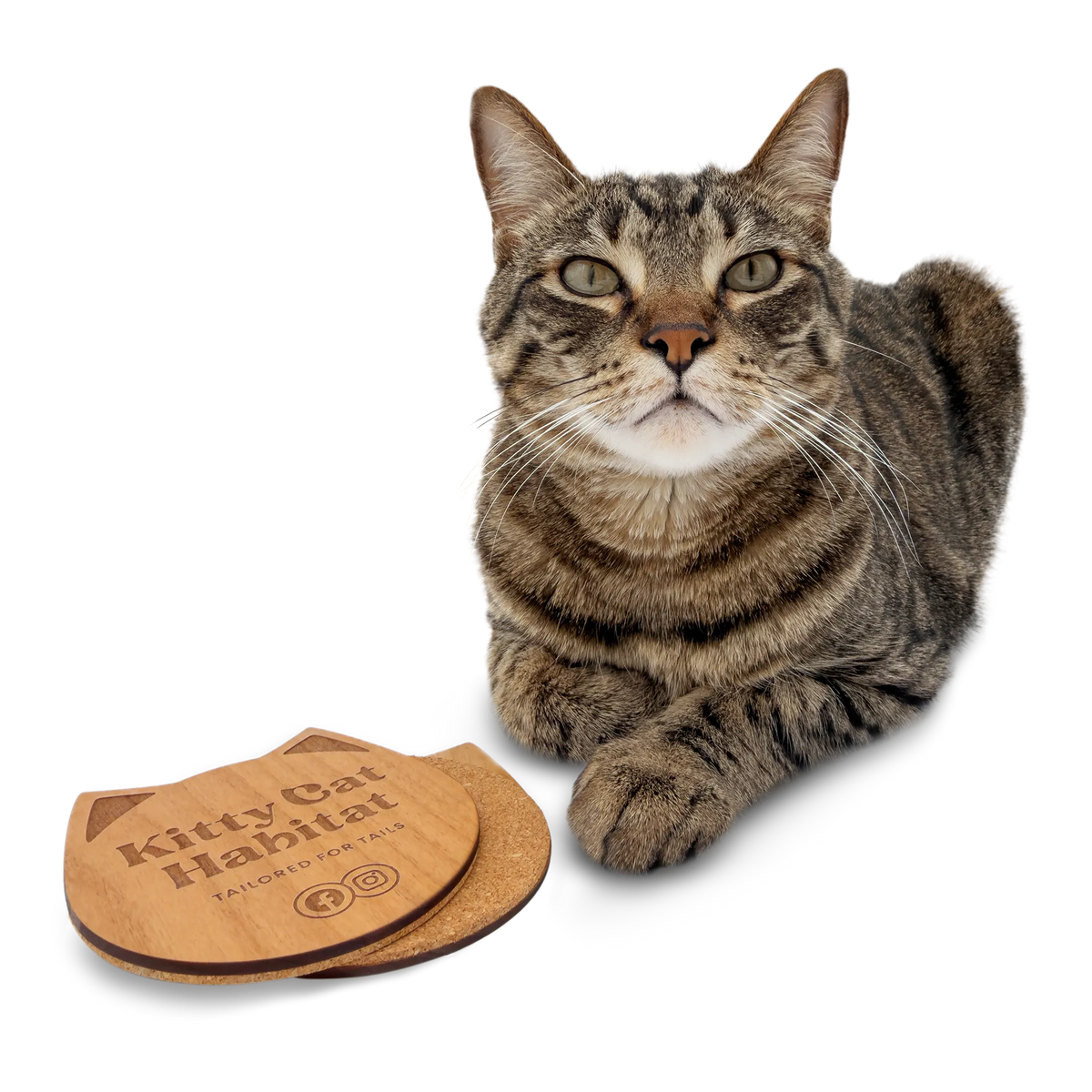 Tabby cat sitting beside a wooden cat head drink coaster on a light background.